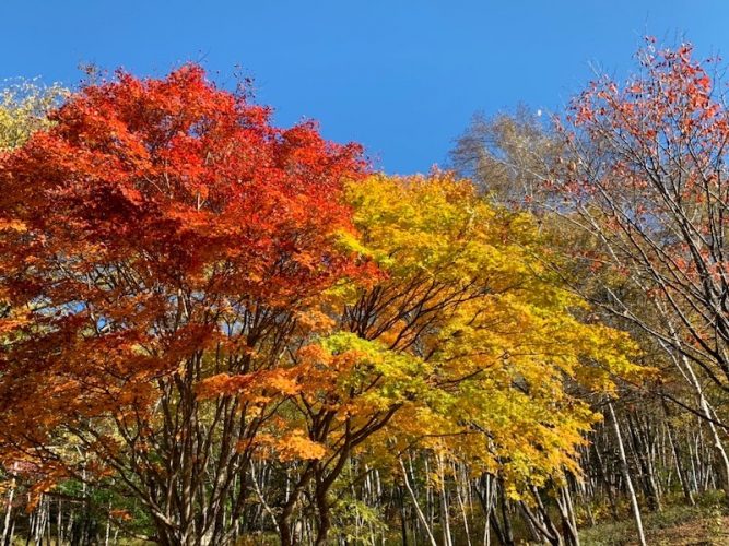 八ヶ岳自然文化園紅葉