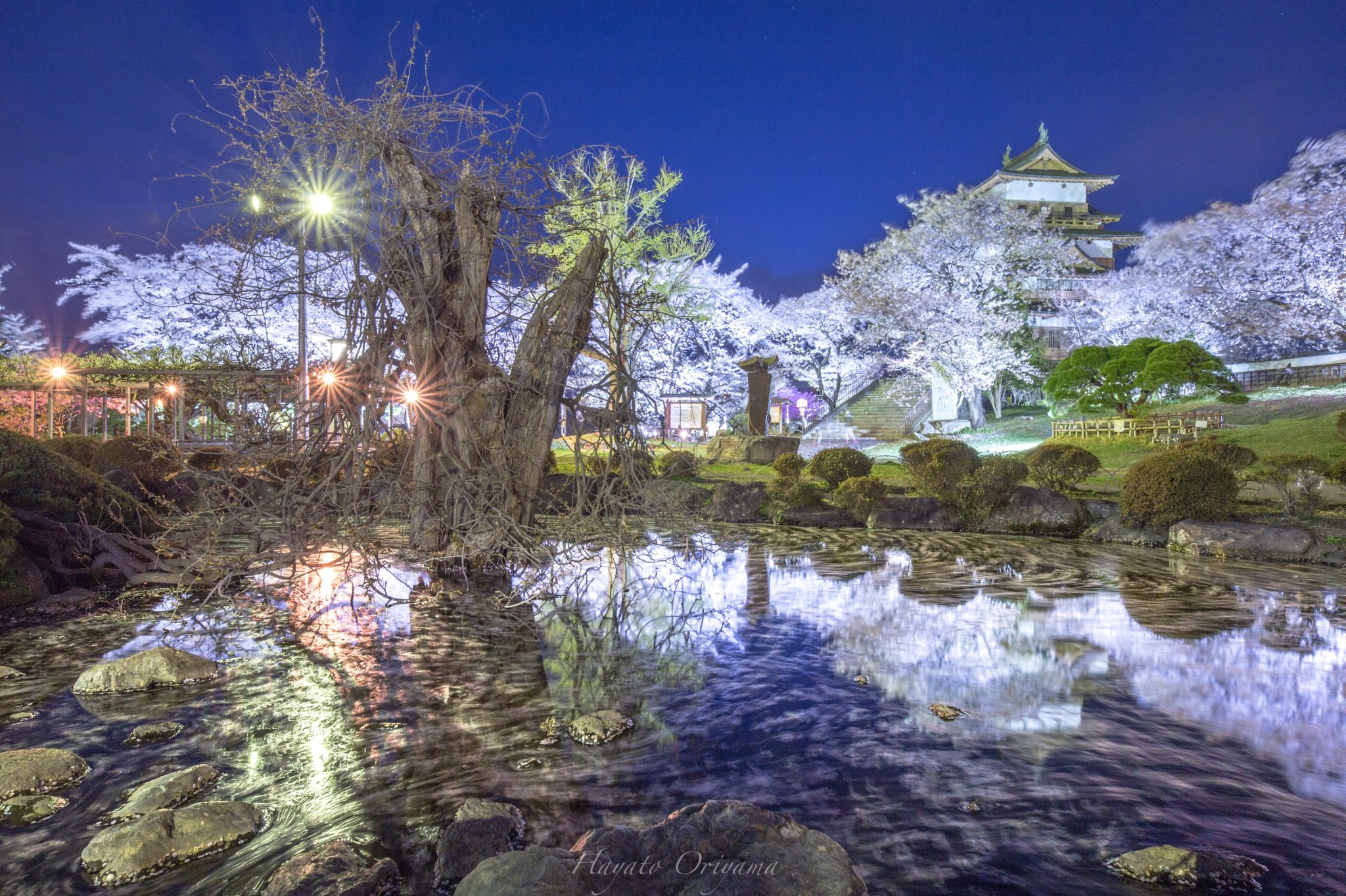 高島城　桜
