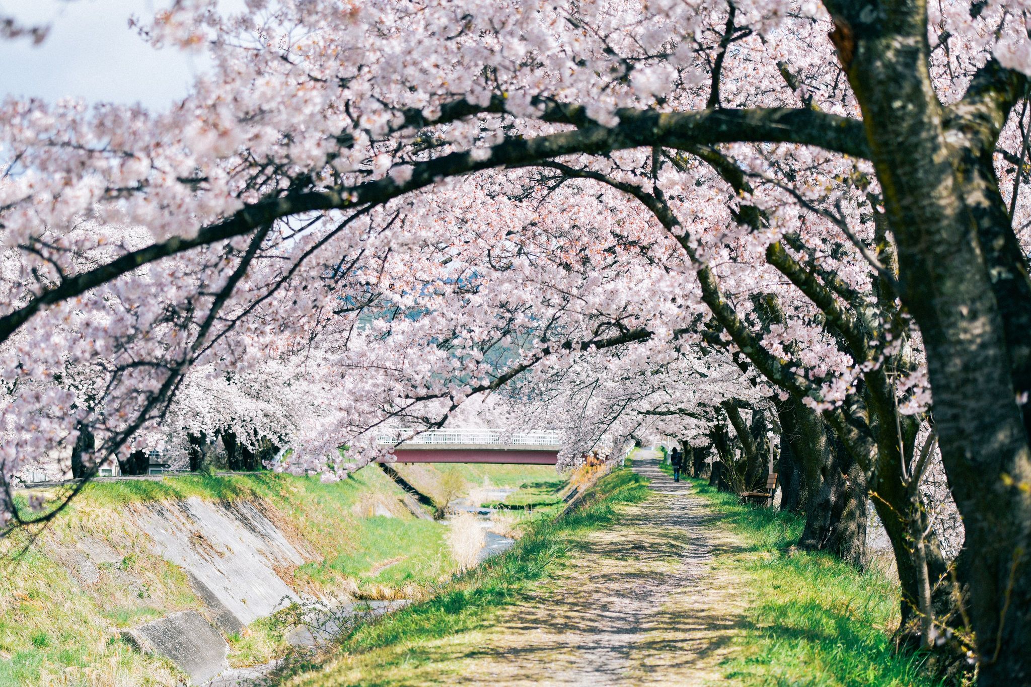 横河川の桜