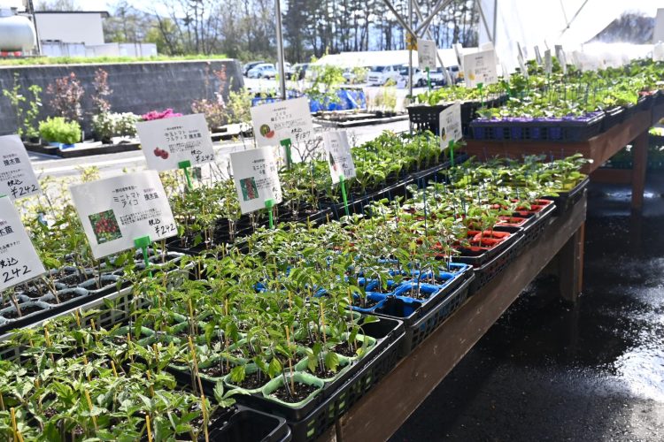 【八ヶ岳からのお便りinたてしな自由農園】”野菜苗”紹介Part1！　家庭菜園をはじめたい人、畑を持っている人必見！　