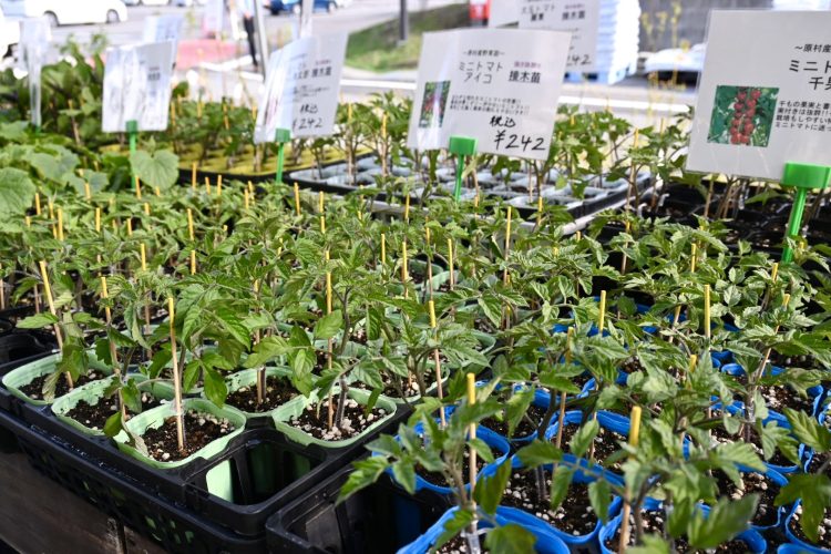 【八ヶ岳からのお便りinたてしな自由農園】”野菜苗・果物苗”紹介Part2！　家庭菜園をはじめたい人、畑を持っている人必見！