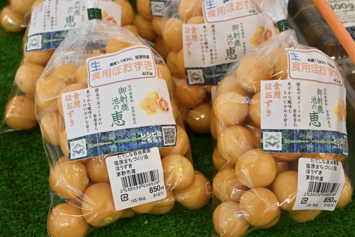 食用ほおずき 苗 ・太陽の子・自然栽培・八ヶ岳山麓・2ポット 食用ほおずき 苗 ・太陽の子・自然栽培・八ヶ岳山麓・2ポット 食用